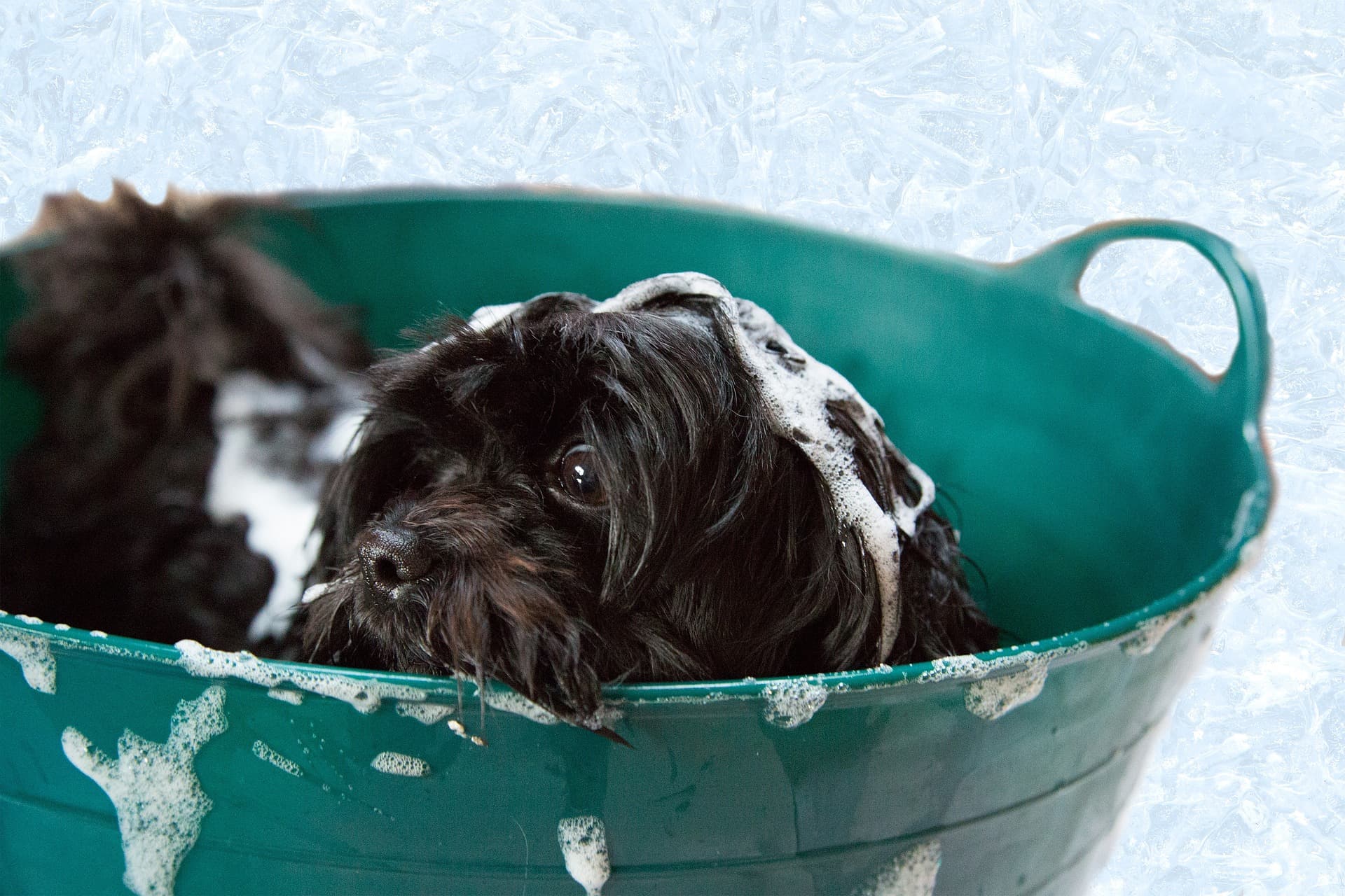 Dog Grooming Towels