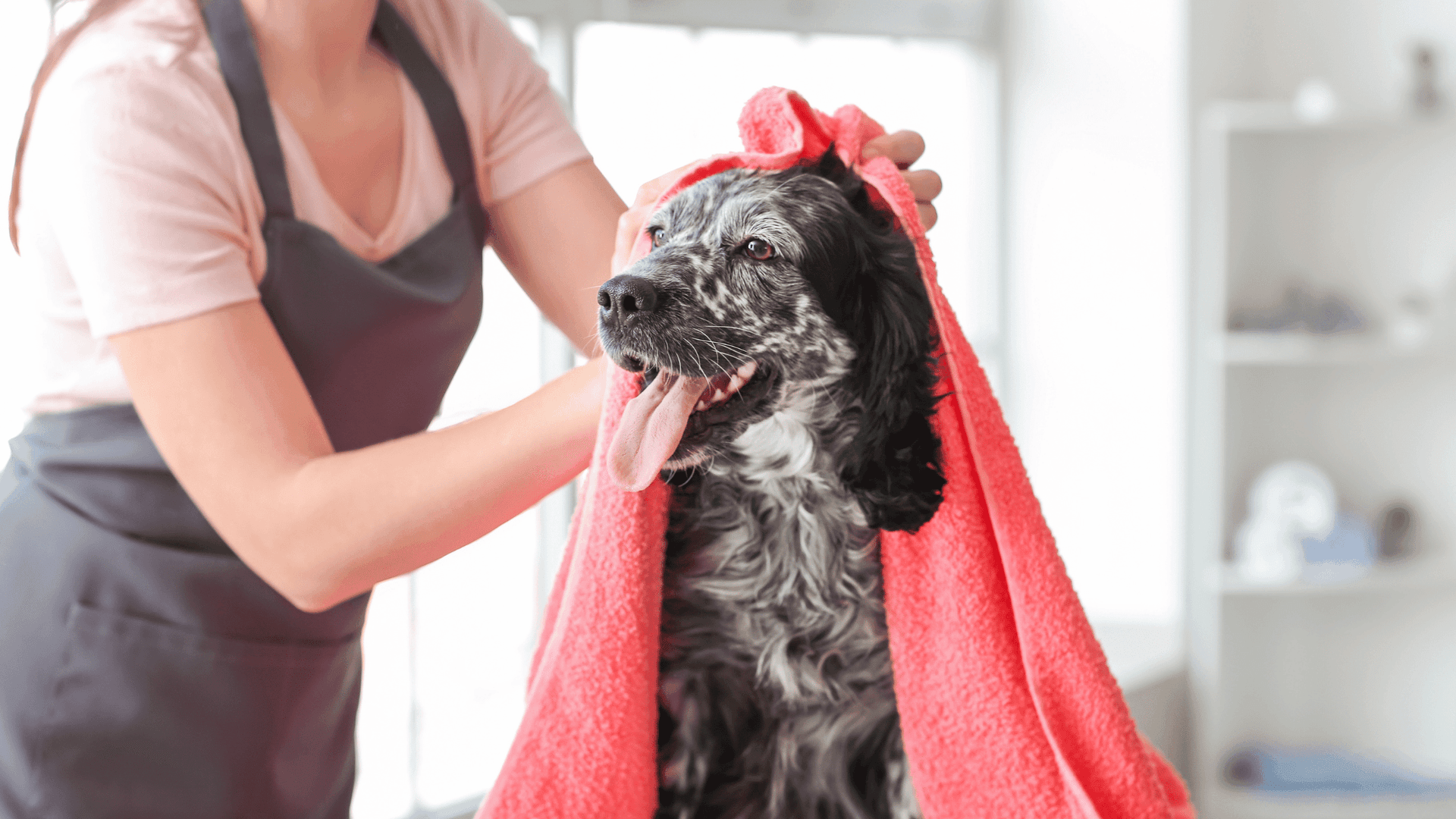 Top 5 Affordable Dog Towels For Your Pet